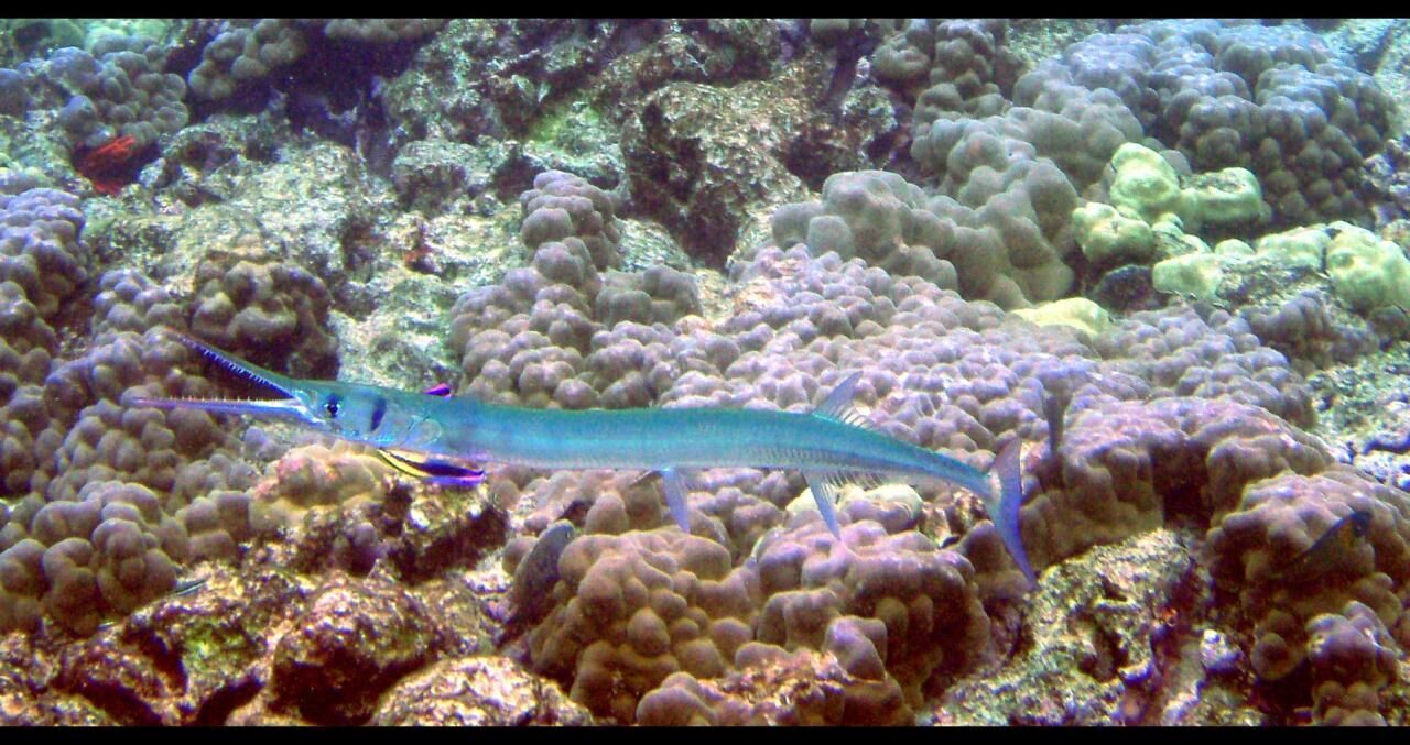 Needlefish